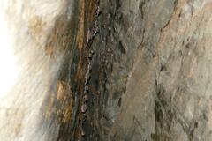 Taphozous perforatus