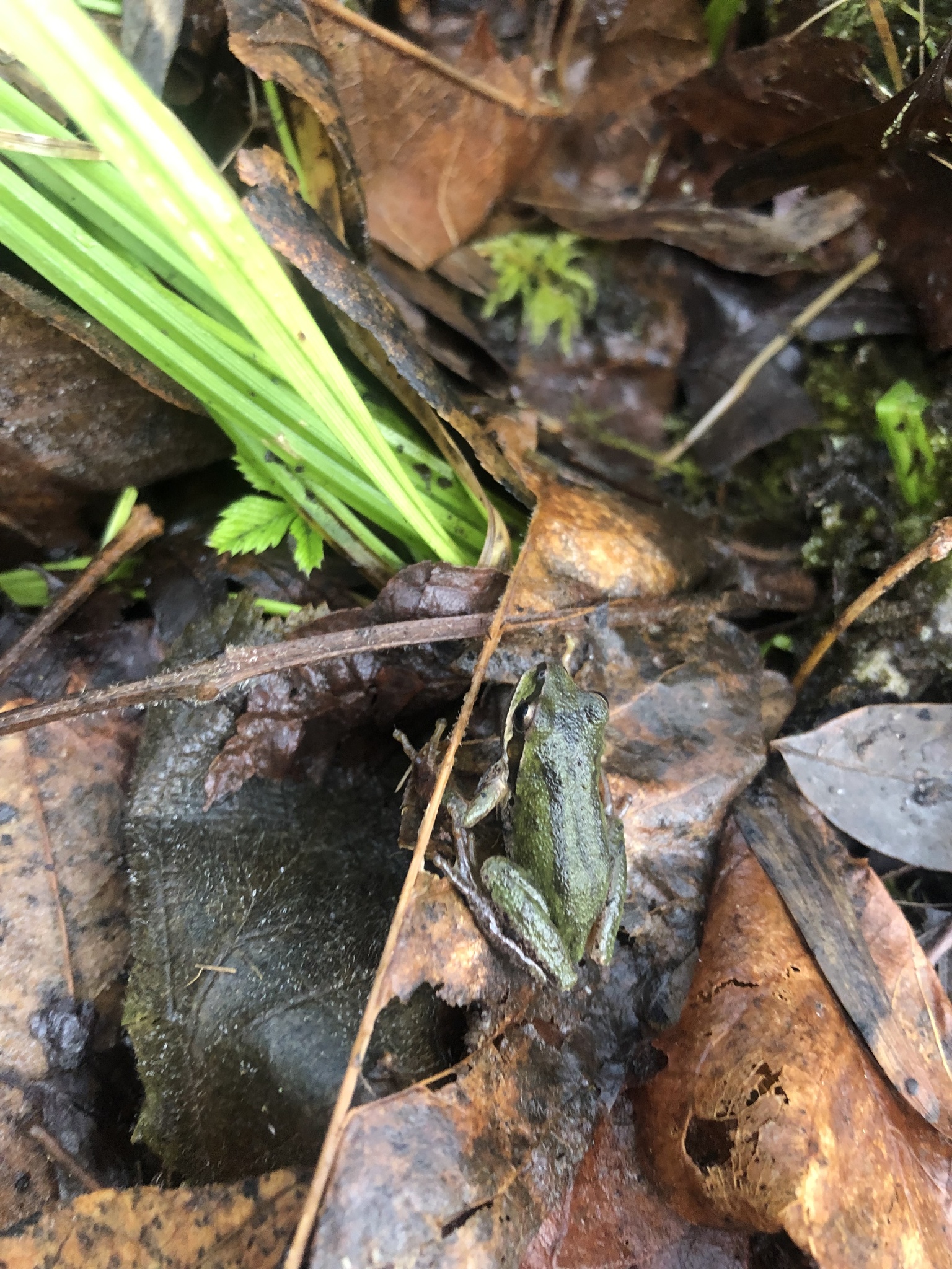 Pseudacris regilla (Baird & Girard, 1852)