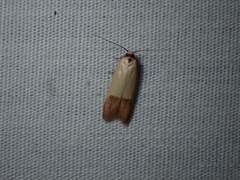 Tachystola stenoptera