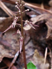 Neottia bifolia