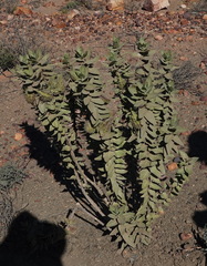 Gomphocarpus cancellatus