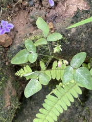 Oxalis barrelieri