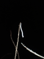 Catocala abbreviatella