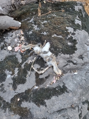 Oryctolagus cuniculus cuniculus