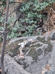 Oryctolagus cuniculus cuniculus