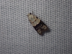 Tracholena sulfurosa