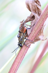 Sphecinae