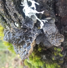 Lobaria anthraspis