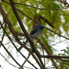 Hypothymis azurea oberholseri