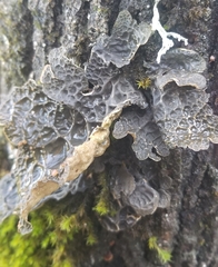 Lobaria anthraspis