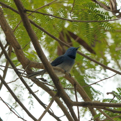 Hypothymis azurea oberholseri