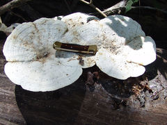 Trametes elegans