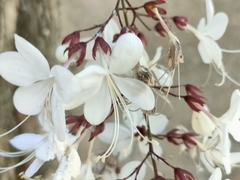Clerodendrum schmidtii