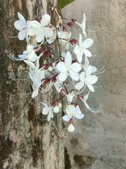 Clerodendrum schmidtii