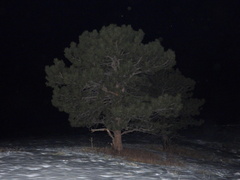 Pinus ponderosa