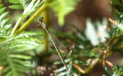 Austrolestes analis