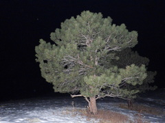 Pinus ponderosa