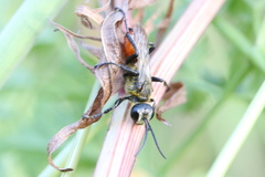 Sphecinae