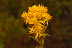 Solidago multiradiata multiradiata