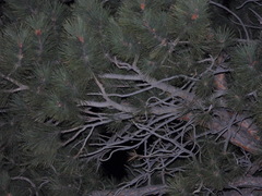 Pinus ponderosa
