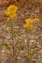Solidago multiradiata multiradiata