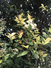 Syzygium myrtifolium