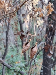 Eccremocarpus scaber