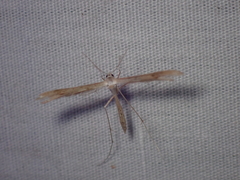 Stenoptilia