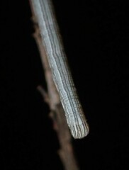 Catocala abbreviatella