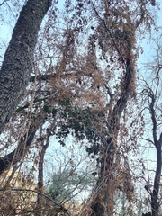 Eccremocarpus scaber