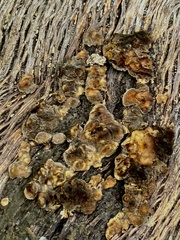 Fuscoporia gilva