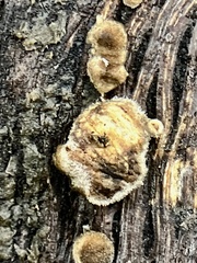 Fuscoporia gilva