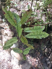 Quintinia serrata