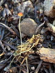 Mycena acicula