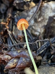Mycena acicula