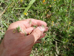 Lotus suaveolens