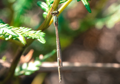 Austrolestes analis