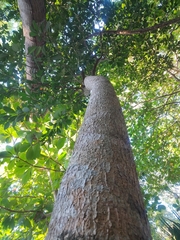 Tabernaemontana alba