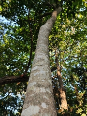 Tabernaemontana alba