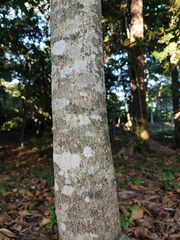 Tabernaemontana alba