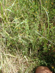 Lotus suaveolens