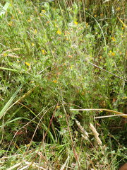 Lotus suaveolens