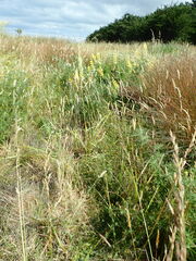 Lotus suaveolens