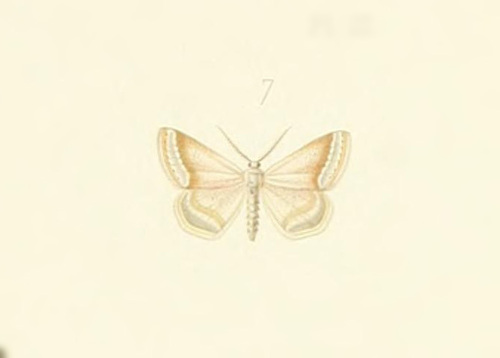Scopula gastonaria