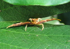 Runcinioides litteratus