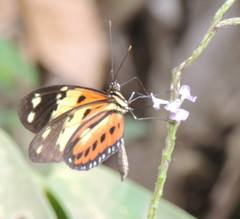 Heliconius numata silvana