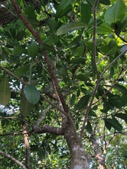 Tabernaemontana alba