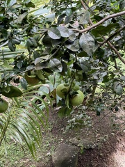 Citrus paridisi