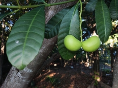 Tabernaemontana alba