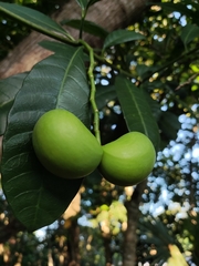 Tabernaemontana alba